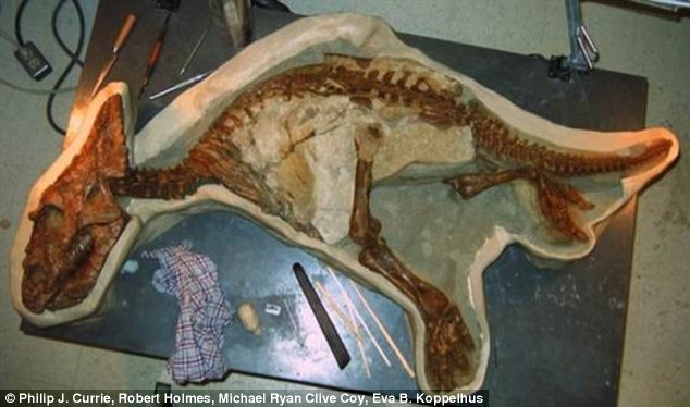 Tökéletes épségű dinoszaurusz-csontvázat találtak Kanadában