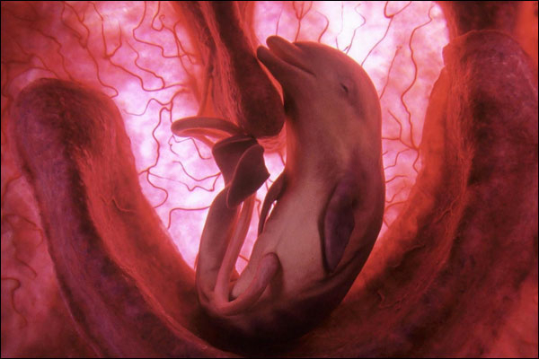 Elképesztő fotók állati anyaméhben fejlődő kicsikről + videó!