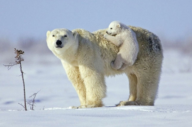 Cuki képek és videó egy jegesmedvéről, aki bocsaival játszadozik
