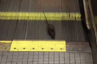 Patkány végtelen menekülése a mozgólépcsőről! - videó