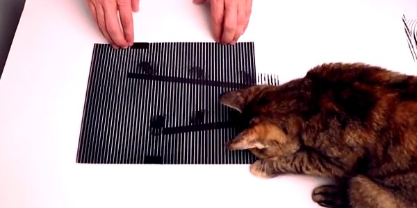 Optikai illúzió, ami még egy macskát is megtéveszt- videó