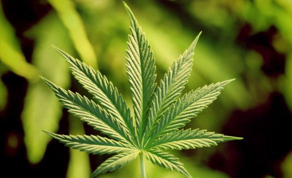 Tizenhat kilogramm marihuánát találtak Röszkénél