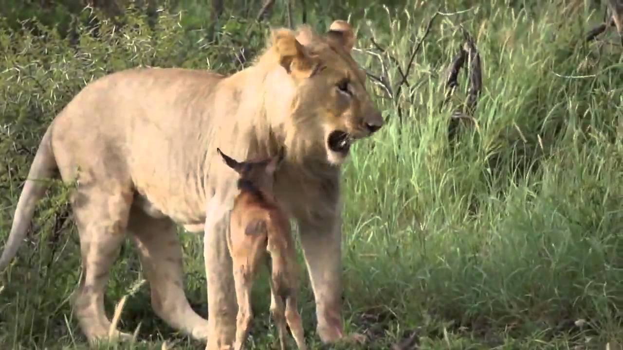 Elképesztő videó! Borjút vett védelmébe az oroszlán