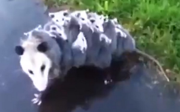 Napi cukiság- 15 kölykét cipeli az oposszum mama! Videó