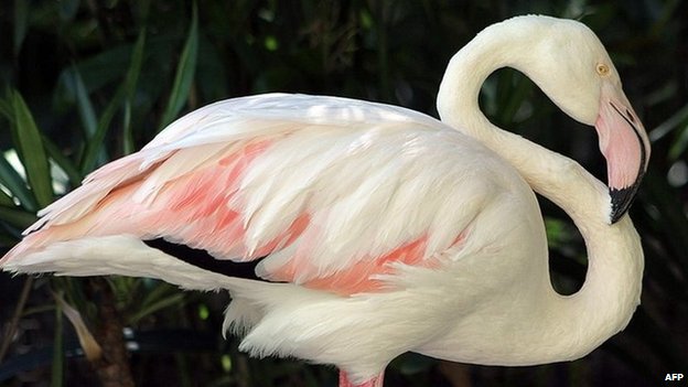 Meghalt a világ legöregebb flamingója -  83 éves volt 