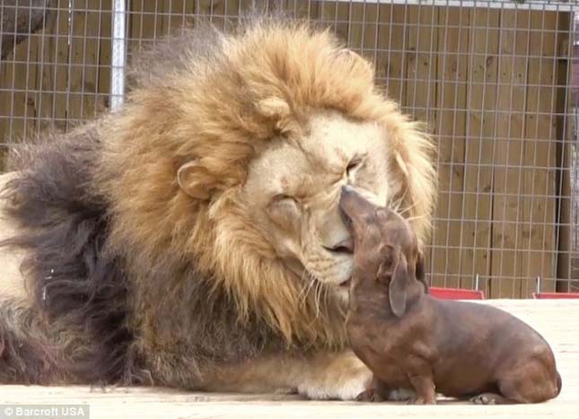 Egy tacskó és az oroszlán életre szóló barátsága – képek + videó