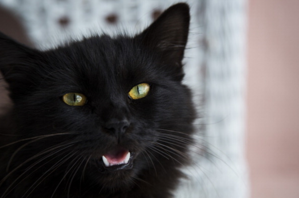 Horror! Fekete macskákat hozott el a menhelyről – majd feltálalta őket!