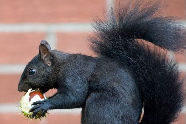 Mutáns fekete mókust láttak Angliában – fotók