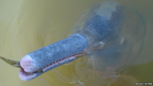 Új folyamidelfin-fajt azonosítottak Brazíliában