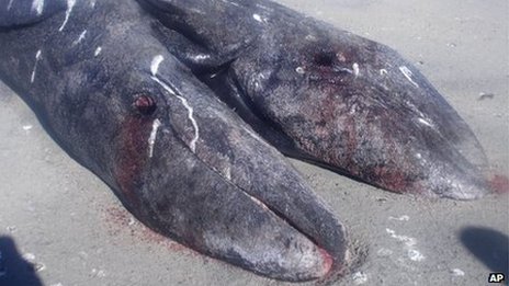 Sziámi-iker bálnaborjakat találtak a halászok Mexikó partjainál