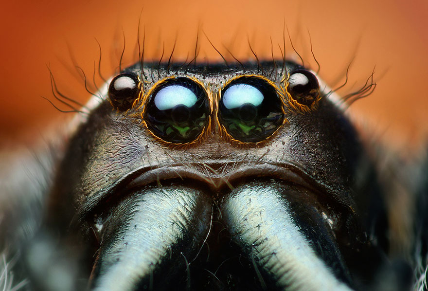 Meglepően aranyos makrofotók pókokról