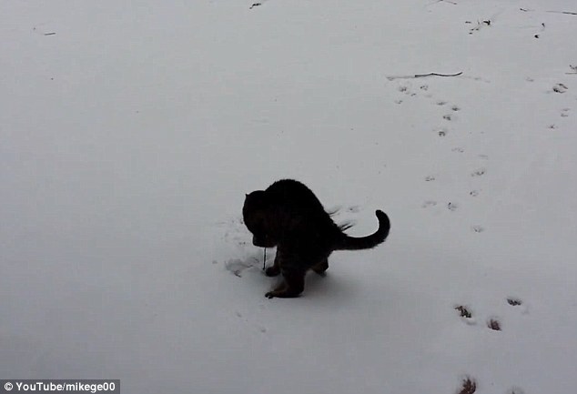 Elragadó videó: A macska első találkozása a hóval