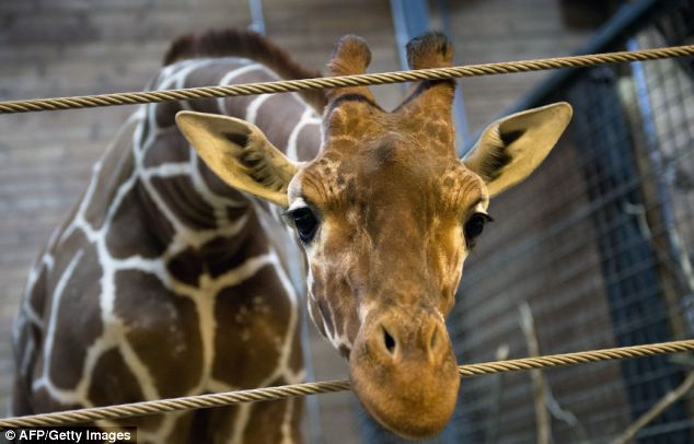 Beltenyészet veszélye miatt kivégezték a 18 hónapos zsiráfot! - képek és videó