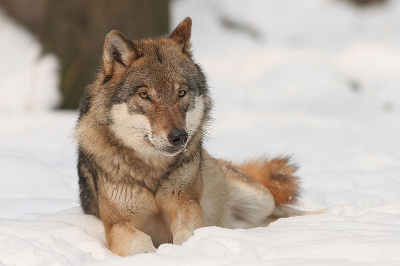 Megszökött egy védett farkas a veresegyházi medveotthonból