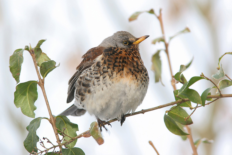 Az enyhe tél is veszélyes lehet a madárvilág számára