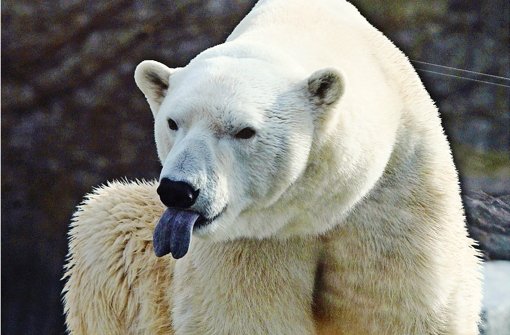 Kiskabát megevése miatt halt meg Anton, a jegesmedve