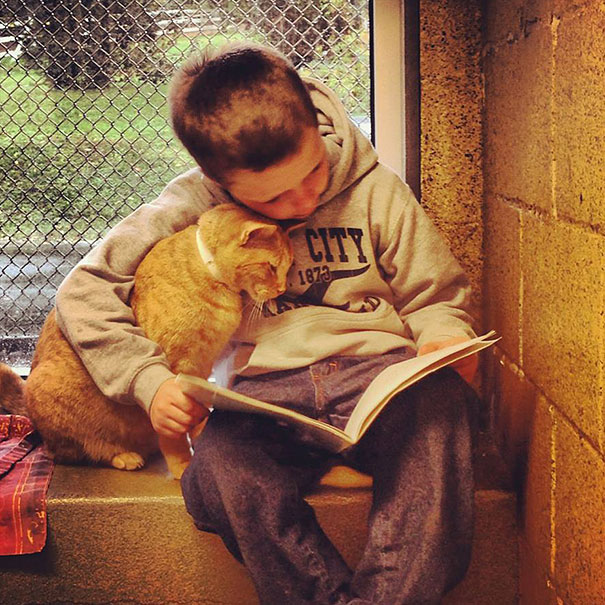 Gyerekek olvasnak a menhelyen élő macskáknak