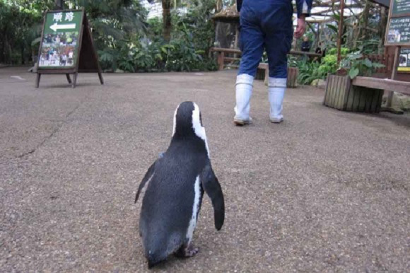 Hihetetlen gyors pingvin szerelmével a gondozóját üldözi - videó