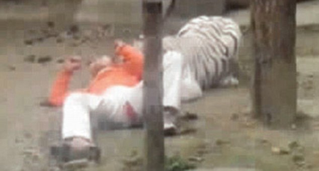 A tigriseknek sem kellett az öngyilkosjelölt