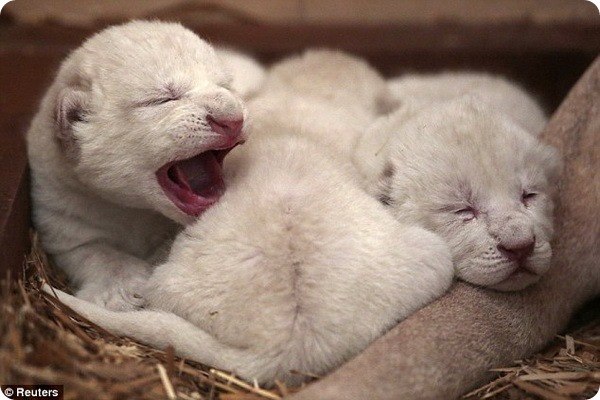 Három fehér oroszlánkölyök született