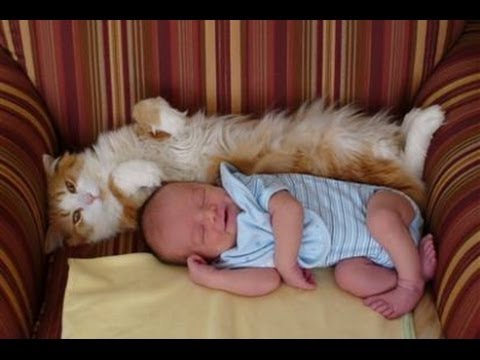Így fogadja az újszülöttet a család macskája! – videó