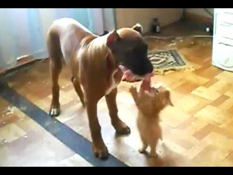 Kismacska harca a nagy kutyával egy darab húsért! -videó