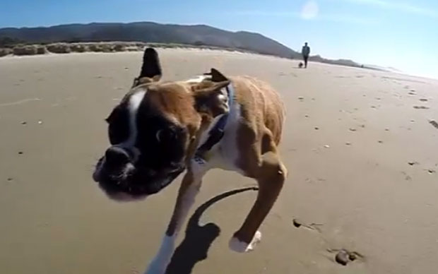 Két lábon is boldogan fut a boxer kutyus! - videó