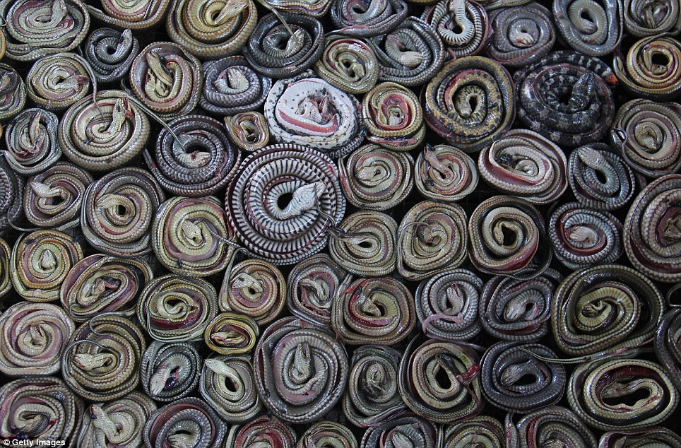 Az indonéziai vágóhídon kígyók ezreit dolgozzák fel  