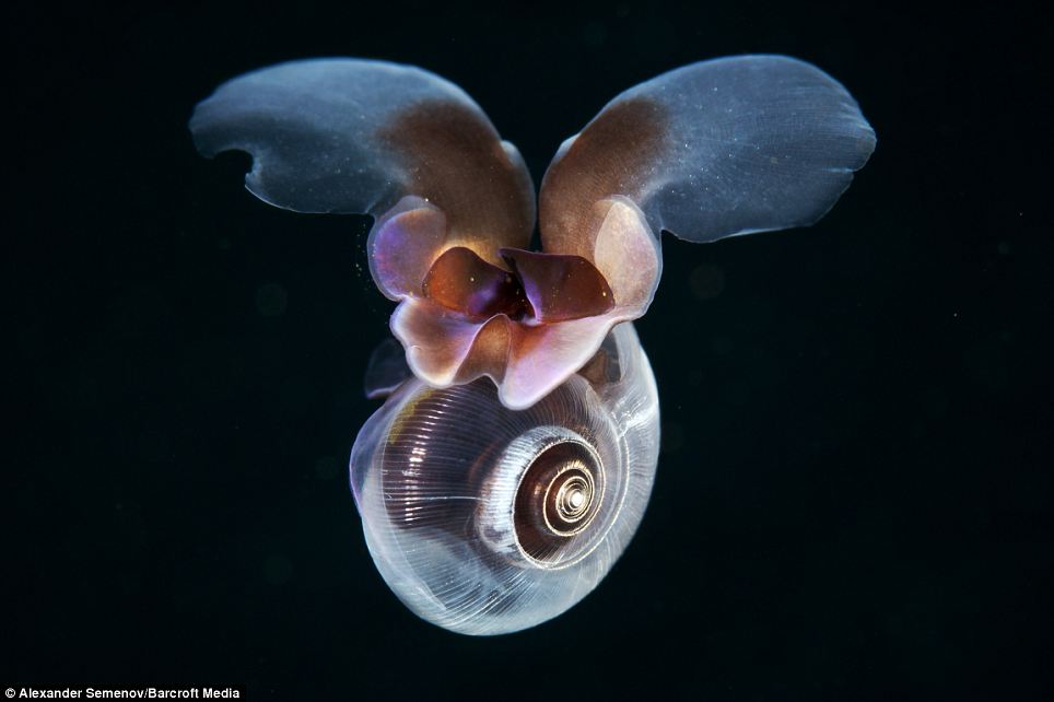 Csodálatos mélytengeri élőlények 