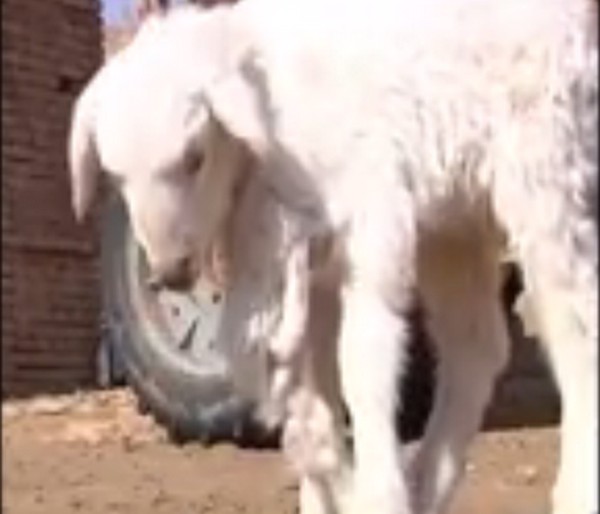 7 lábú bárány született- videó