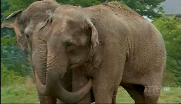 Megható videó két elefánt találkozásáról 20 év után