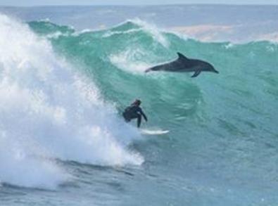 Delfinnel ütközött a szörfös