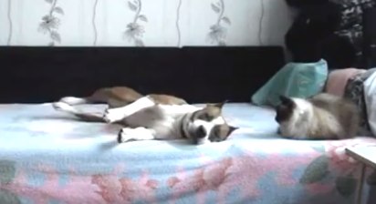 Gazdi kamerája „buktatta le” az ágyon hempergő kutyust! – videó