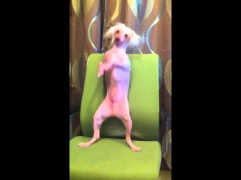 A Happy-re táncoló kopasz kutyus az új sztár! – videó