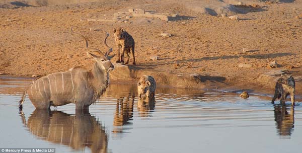Így menekült ki az antilop a hiénák szorításából – avagy igaz 