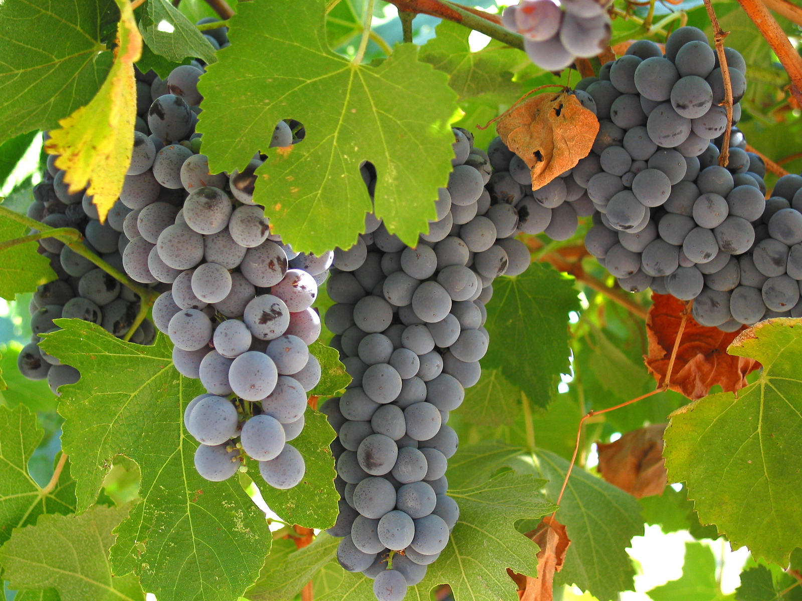 MVH: folytatódik a szőlész-borász ágazatot segítő támogatások kifizetése