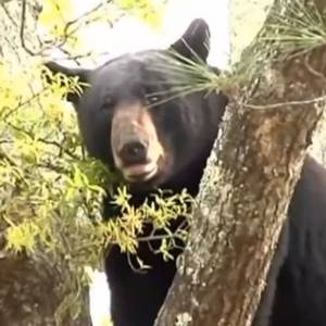 Közel 10 méteres magasságból szedtek le egy 110 kilós medvét - videó