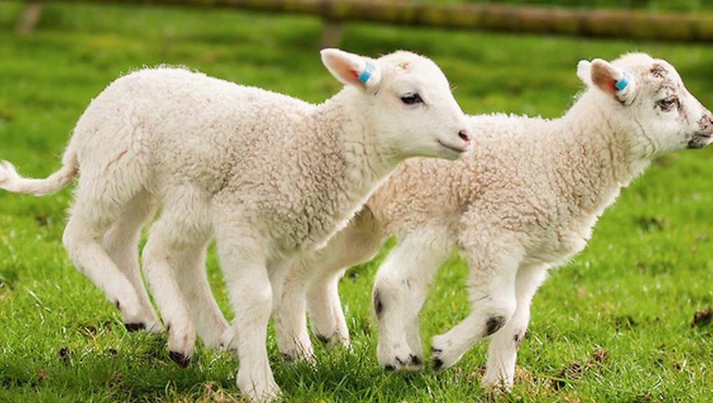 Hatlábú bárányok születtek