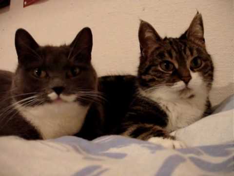 Így csacsog egymással két cicus – videó
