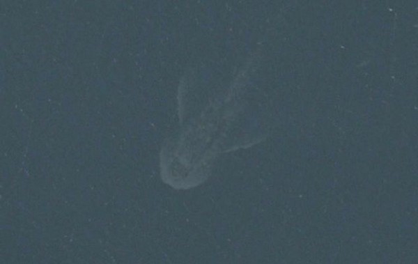 Ez lenne az igazi Loch Ness-i szörny? Videó