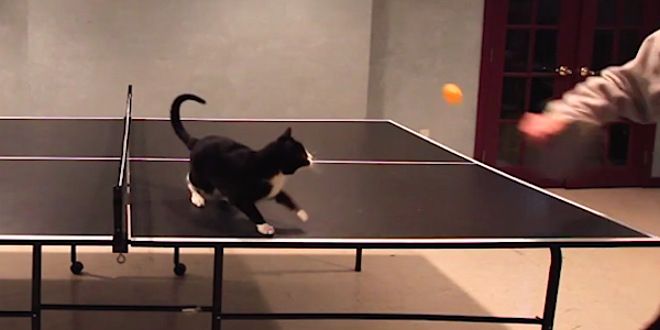 Macska, aki odavan a pingpongért – videó
