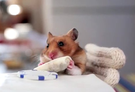 Burritót evő hörcsög az új sztár a neten – videó