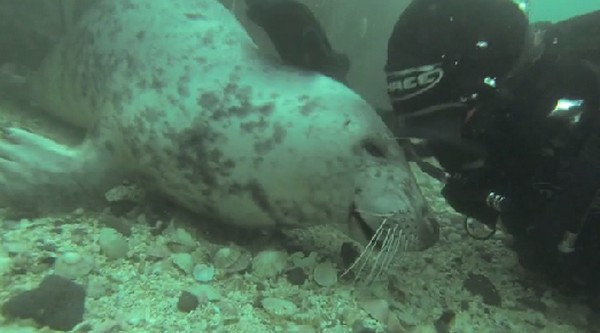 Csodás találkozás a víz alatt- videó
