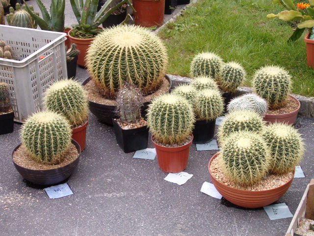 Kaktuszkiállítás a Füvészkertben
