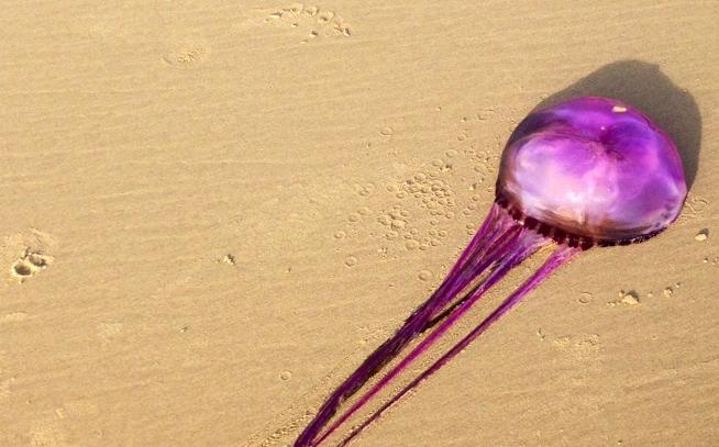 Lila színű medúza előtt állnak tanácstalanul a biológusok