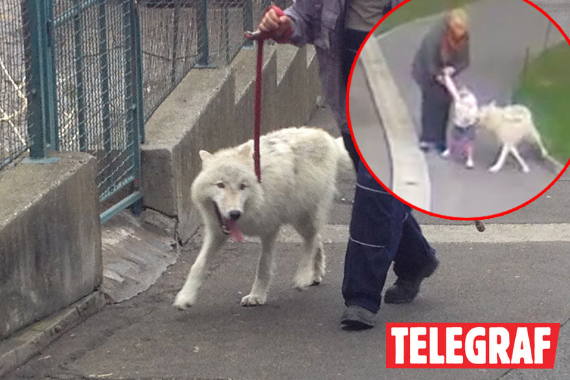 Farkas támadta meg a 2 éves kislányt az állatkertben – videó