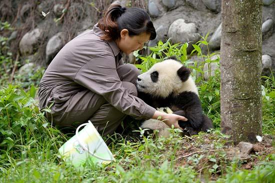 Pandagondozókat keresnek Kínában
