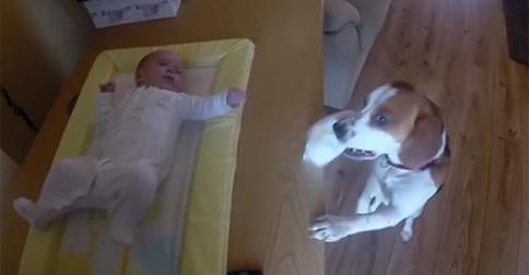Kutyus segít pelenkázni a babát – videó