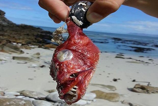 Félelmetes lényt találtak a tengerparton