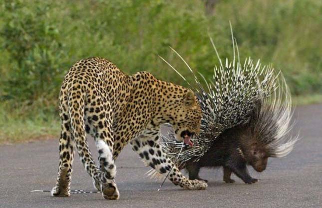 Így futamodik meg egy leopárd a tarajos sültől